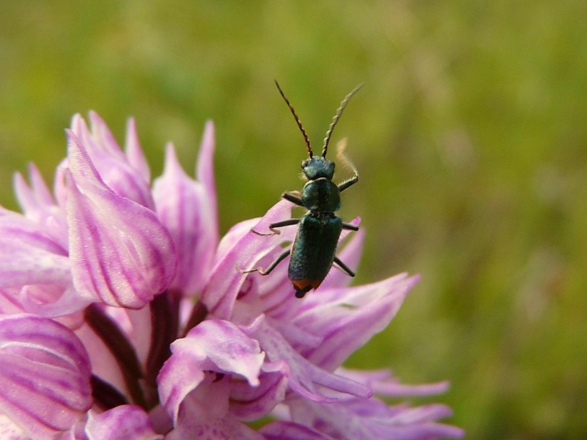 Tra le vecchie foto: Clanoptilus italicus (cf.)